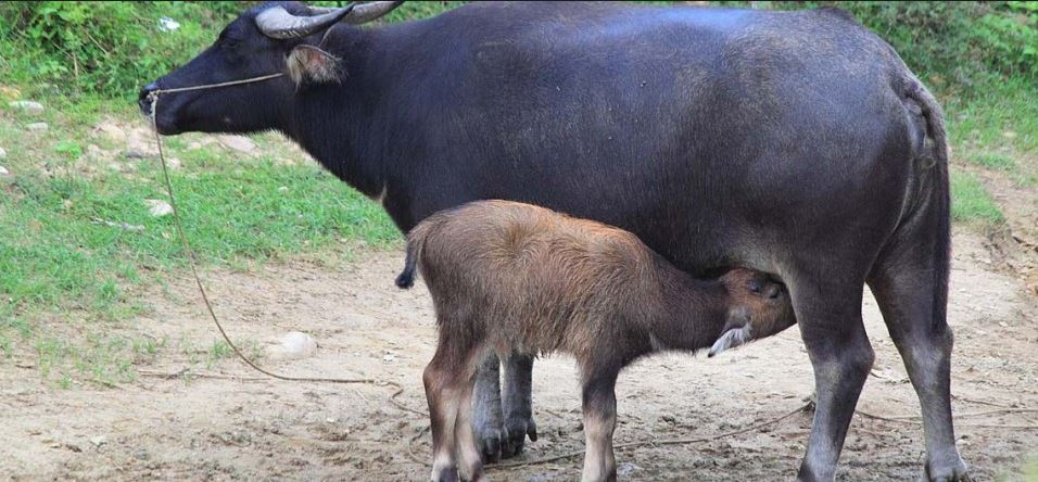 चितवनमा ७५ गाईभैंसीलाई सुत्केरी भत्ता