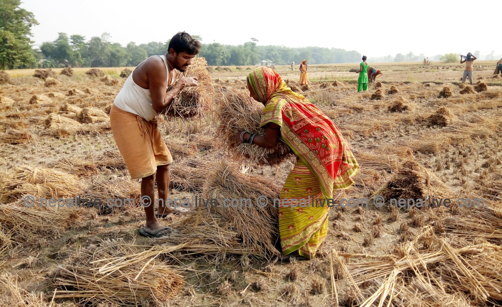 सप्तरीमा धान उत्पादन बढ्यो, किसान हर्षित
