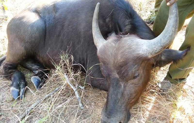 डाेटीका पशुमा खोरेत रोगकाे महामारी
