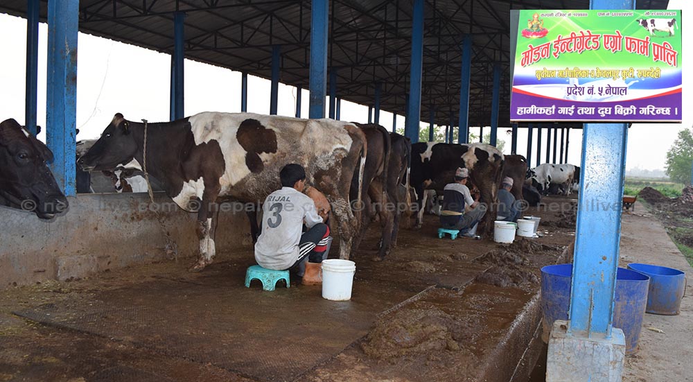 दैनिक ३ सय लिटर दूध बेच्ने नमुना गाई फार्मलाई सरकारकाे उपेक्षा