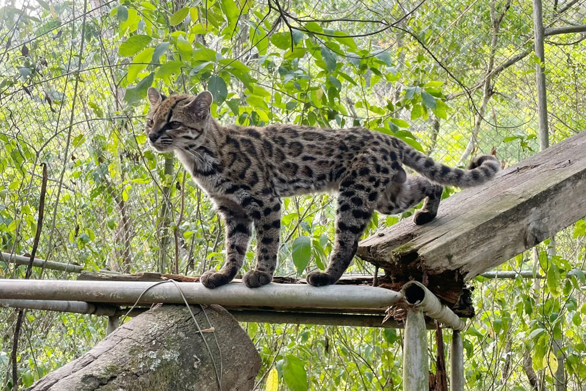 Leopardus-tilcayo-new-wildcat-1789699991.webp