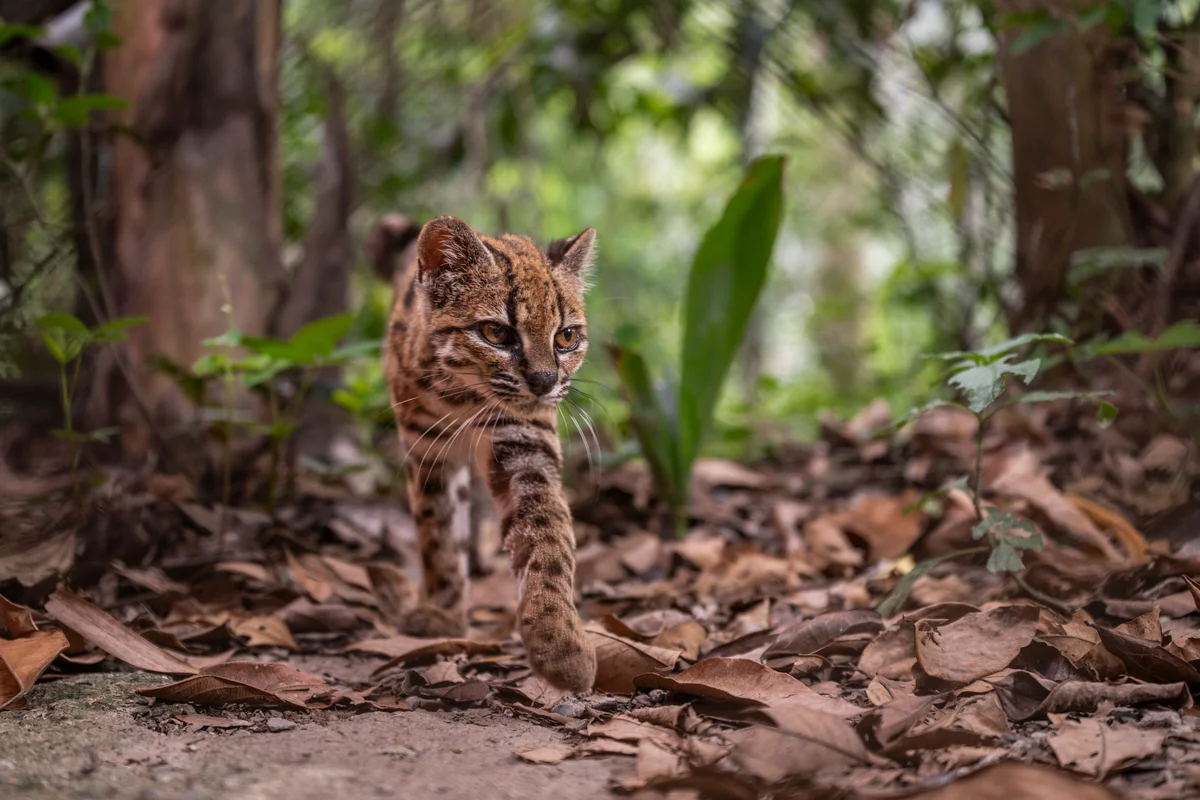 wild-cat-1789699991.webp